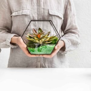 Satin Pothos